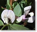 寧波蚕豆の花（種名：ソラマメ）