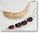 紫花豆の莢（種名：ベニバナインゲン）