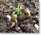 緑豆の出芽１（種名：リョクトウ）