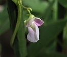 緑貝豆の花（種名：インゲンマメ）