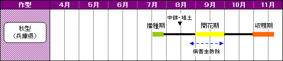 兵庫県（丹波地域）のあずきの栽培暦-秋型（兵庫県）
