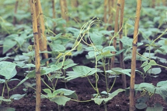 生育初期の白花豆