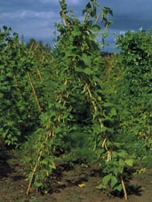 支柱に巻きついて生育する虎豆