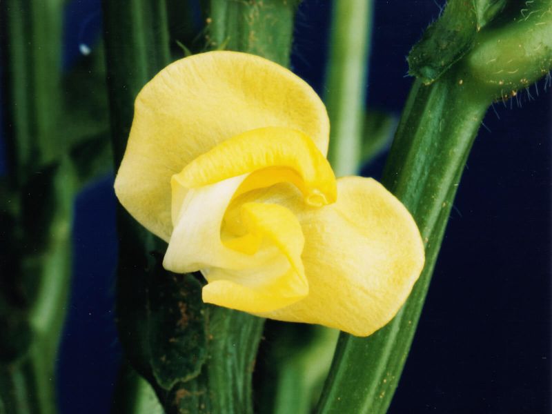 小豆の花