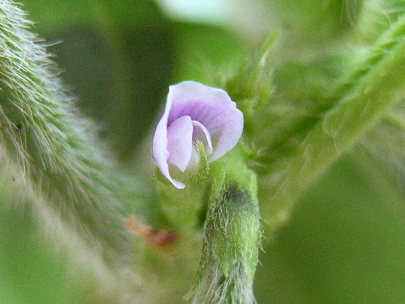 大豆の花