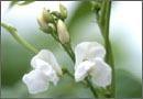 大福豆の花