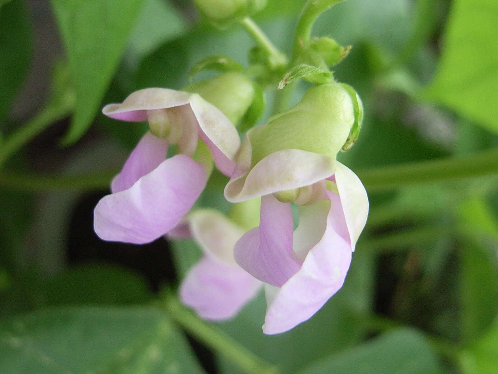 豆の花 公益財団法人 日本豆類協会