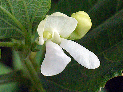 豆の花 公益財団法人 日本豆類協会