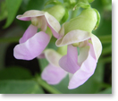 金時豆の花（種名：インゲンマメ）
