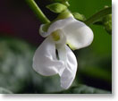 大福豆の花（種名：インゲンマメ）