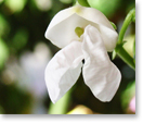 白花豆の花（種名：ベニバナインゲン）