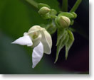 虎豆の花（種名：インゲンマメ）