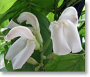 白なたまめの花（種名：ナタマメ）