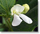 ダークレッドキドニーの花（種名：インゲンマメ）