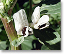 青海蚕豆の花（種名：ソラマメ）
