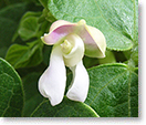 桑の木豆の花（種名：インゲンマメ）