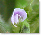 大豆(ユキホマレ)の花（種名：ダイズレ）