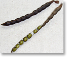 緑豆の莢（種名：リョクトウ）