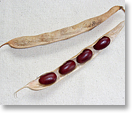 金時豆の莢（種名：インゲンマメ）