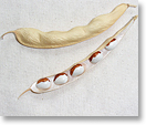虎豆の莢（種名：インゲンマメ）