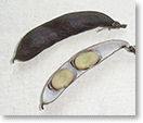 寧波蚕豆の莢（種名：ソラマメ）