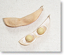 大豆(フクユタカ)の莢（種名：ダイズ）