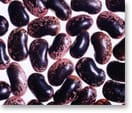紫花豆（種名：ベニバナインゲン）