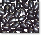 黒花豆（常陸大黒）（種名：ベニバナインゲン）