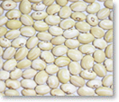 緑貝豆（種名：インゲンマメ）