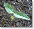 緑豆の出芽2（種名：リョクトウ）