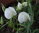 ガラスマメの花（白色）（種名：ガラスマメ）