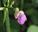 紫貝豆の花（種名：インゲンマメ）
