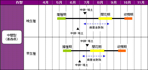 青森県のあずきの栽培暦-中間型（青森県）
