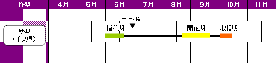 千葉県のあずきの栽培暦-秋型（千葉県）