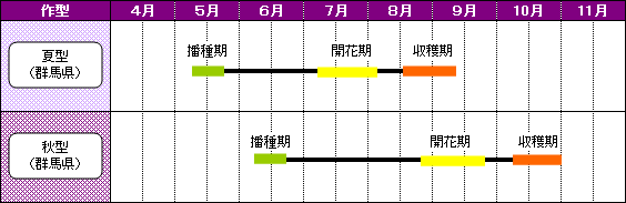 群馬県のあずきの栽培暦-夏型（群馬県）-秋型（群馬県）