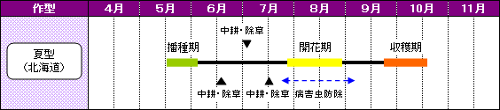 北海道のあずきの栽培暦-夏型（北海道）