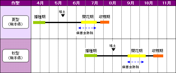 熊本県のあずきの栽培暦-夏型（熊本県）-秋型（熊本県）