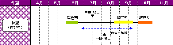 長野県のあずきの栽培暦-秋型（長野県）
