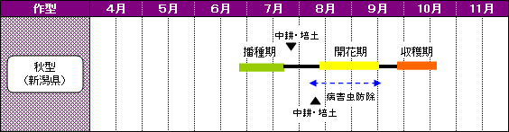 新潟県のあずきの栽培暦-秋型（新潟県）