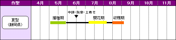 静岡県のあずきの栽培暦-夏型（静岡県）