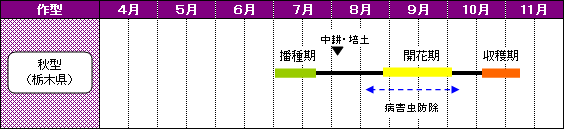 栃木県のあずきの栽培暦-秋型（栃木県）