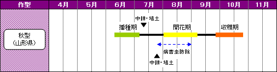 山形県のあずきの栽培暦-秋型（山形県）