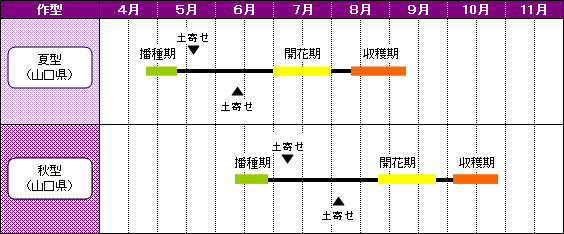 山口県のあずきの栽培暦-夏型（山口県）-秋型（山口県）