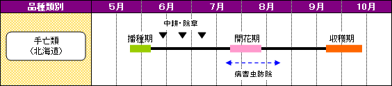 北海道のいんげんまめの栽培暦-手亡類（北海道）