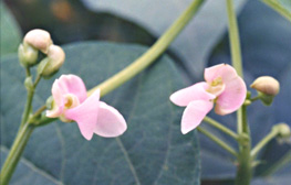 金時豆の花