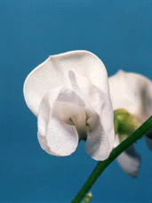 白花豆の花