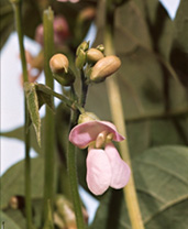 金時豆の花