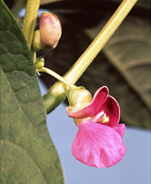 うずらまめの花